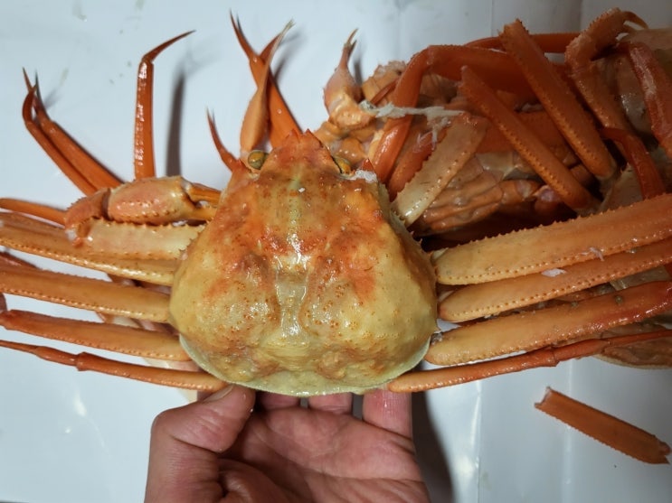  자숙홍게 찌지말고 살짝 데워만 드세요! 자숙홍게와 대게 홍게 차이점