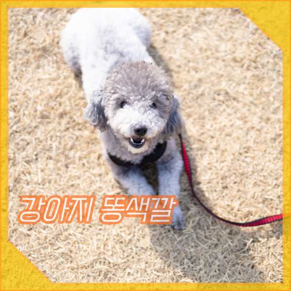 강아지 똥색깔, 점액변 피똥 싸는 이유, 똥상태 확인하자!