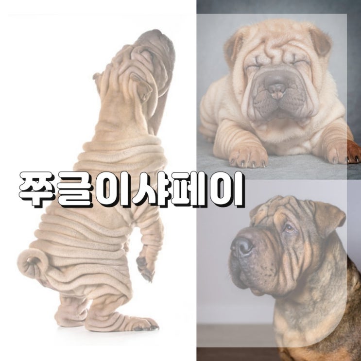  중형견 종류 쭈글이 샤페이