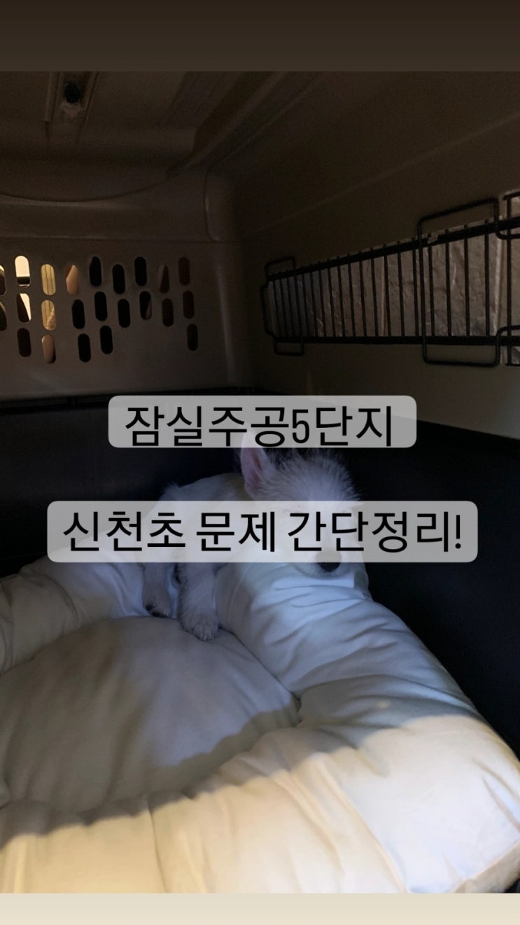  잠실주공5단지 신천초 문제 간단정리!  #잠실5단지재건축 #잠실주공5단지시세