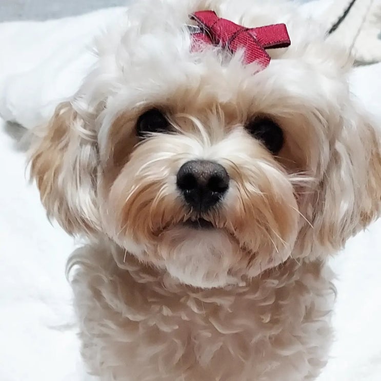  강아지산책  시간 ㅣ 시기 ㅣ 산책매너 ㅣ 산책줄