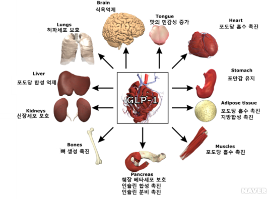 glp-1 기전 비만치료와 당뇨치료기전 GLP-1 recepter agonist : 네이버 블로그