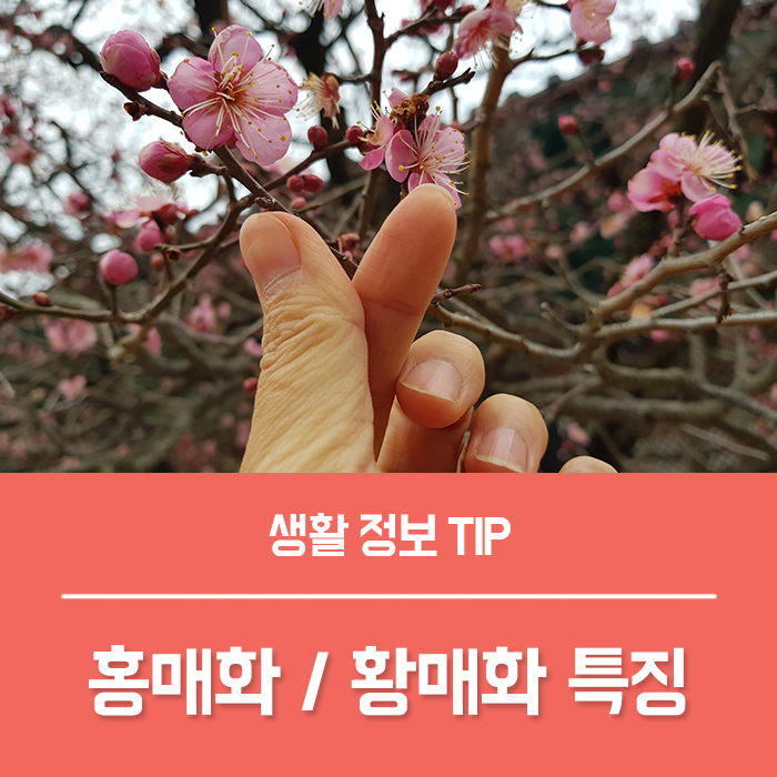  홍매화 매실나무 꽃말과 특징, 황매화는 매화나무일까요?
