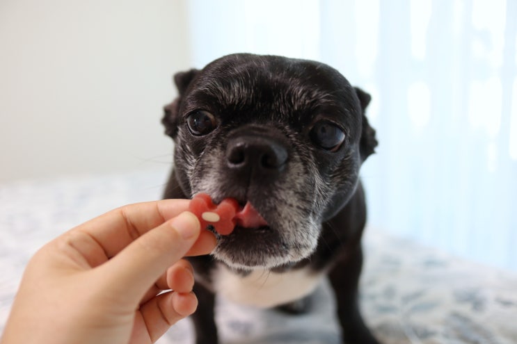 강아지덴탈껌 노령견도 맛있게 먹으며 이빨관리해요