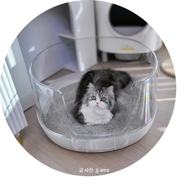 고양이화장실 추천 - 고부해 나응식 수의사님과 함께 만든 냥쌤 투명화장실 정말 좋아
