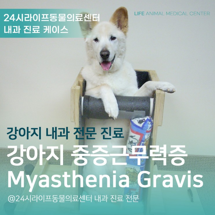 대구24시동물병원 : 강아지자가면역질환 강아지중증근무력증 - Myasthenia gravis