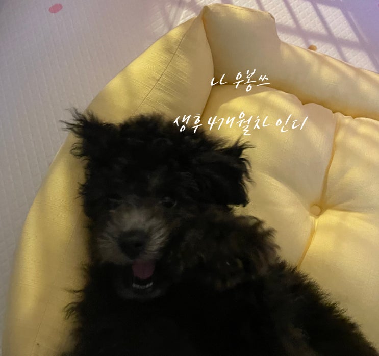  [멍멍상식3] 강아지 사회화교육 & 산책