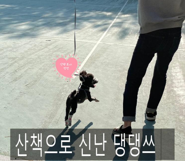  [멍멍상식4] 강아지 산책 교육(Feat. 사회화)