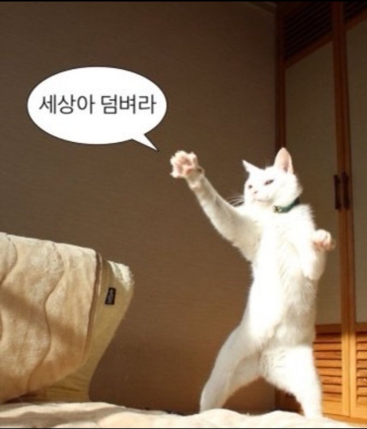  [캐나다 워홀] 출국준비 (폰/보험/금융/살거)와 총 비용정리