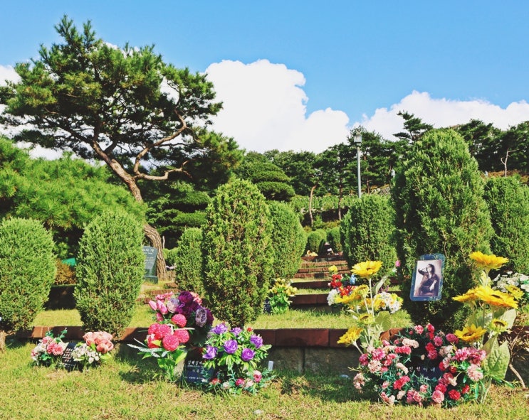  용인 나무 묘지의 특성과 장점 정리