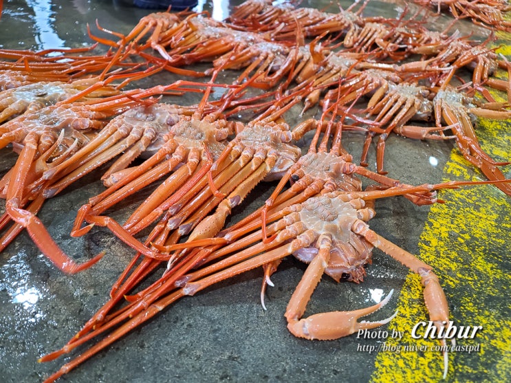  울진 가볼만한곳 백암온천 죽변해안스카이레일 후포항 성류굴 외 울진대게축제 정보