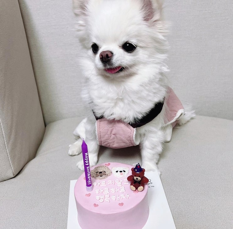  강아지 가루 약 먹이는 방법, 뇌수막염 완치 판정?