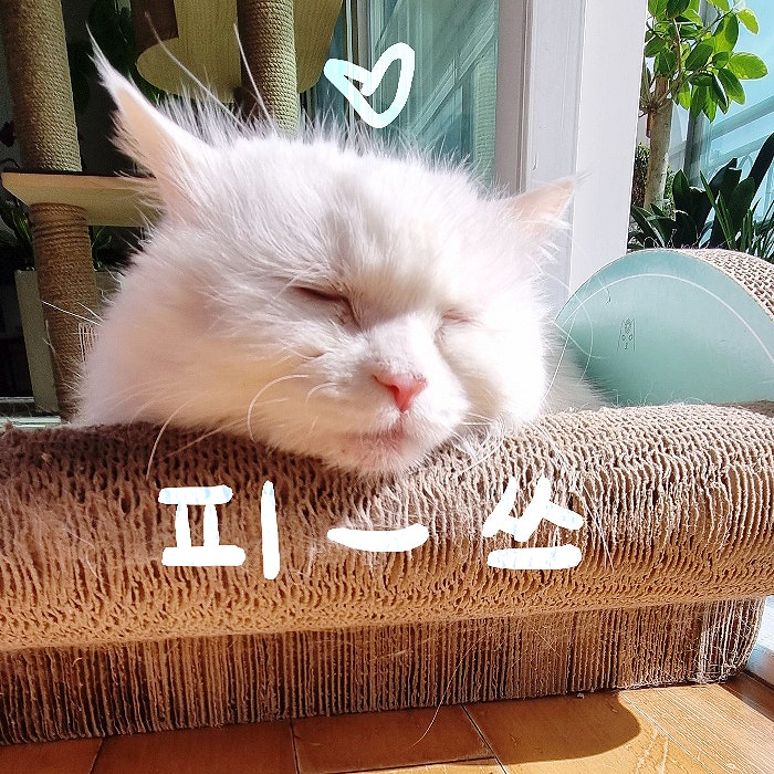  나이 든 내 고양이와 계속 잘 지내려면_노묘 돌보기.관리(시니어캣 돌보는법)