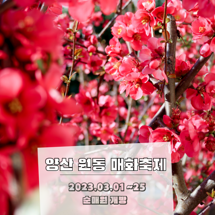봄꽃 놀이 양산 코스 추천 원동 미나리 축제 ~매화축제 꽃개화상태(순매원) ~ 법기수원지