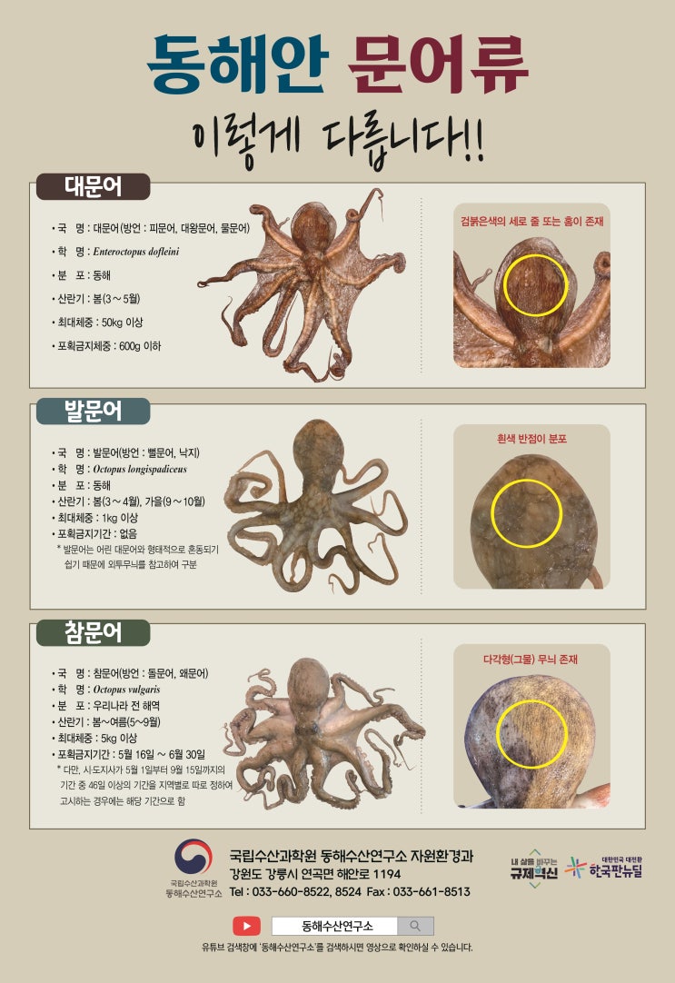  동해안 대문어&대왕문어&피문어&물문어 낚시 준비 알아보았습니다.
