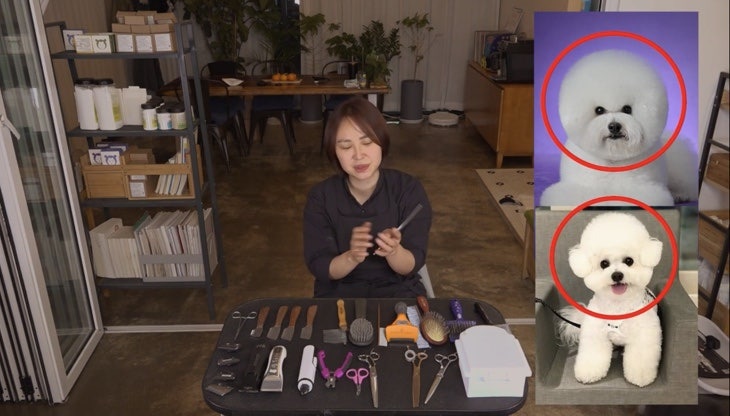 애견미용사 자격증 준비 유튜브 보면서 할 수 있다 ! (1) 도구 사용 방법