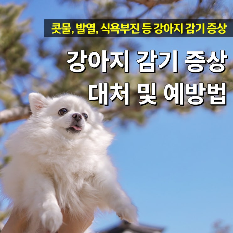  강아지 감기 증상 코감기 콧물 재채기 기침 대처 및 예방법