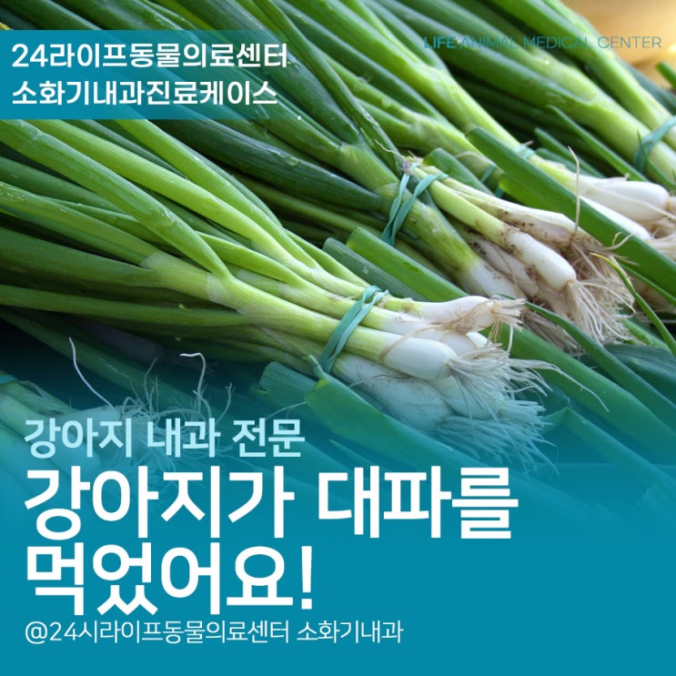 대구24시동물병원 : 강아지가 대파를 먹었어요 강아지대파 먹으면 위험한 이유 대구24시동물병원 : 강아지가 대파를 먹었어요 강아지대파 먹으면 위험한 이유
