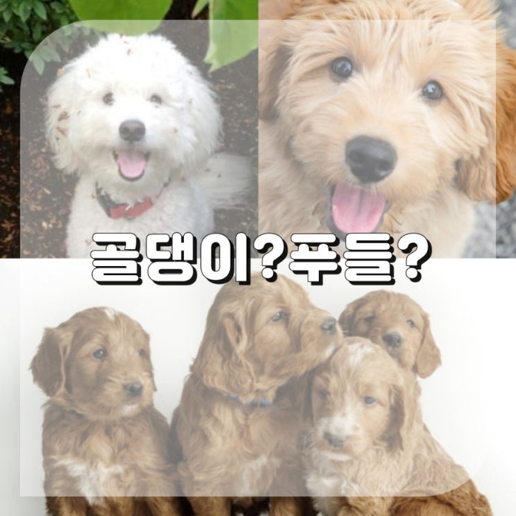  털 안빠지는 강아지 종류 하이브리드독 믹스견 골든두들