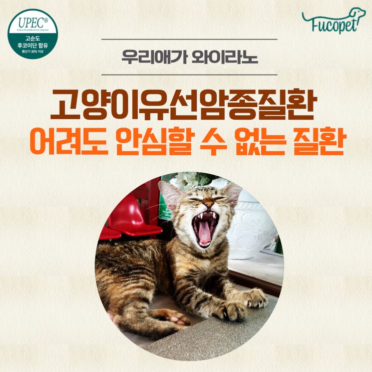  43th. 고양이 유선종양 없애는 방법, 수술 후 관리 #영양제