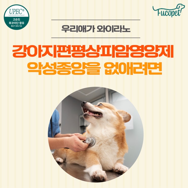  41th. 강아지 악성종양 없애는 방법, 편평상피암 영양제