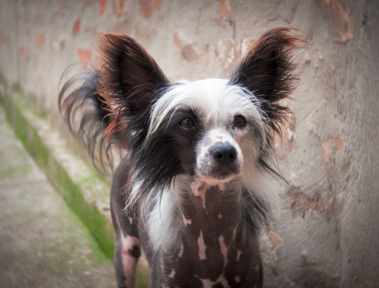  [강아지종류] #19 차이니즈 크레스티드 정보 / Chinese Crested