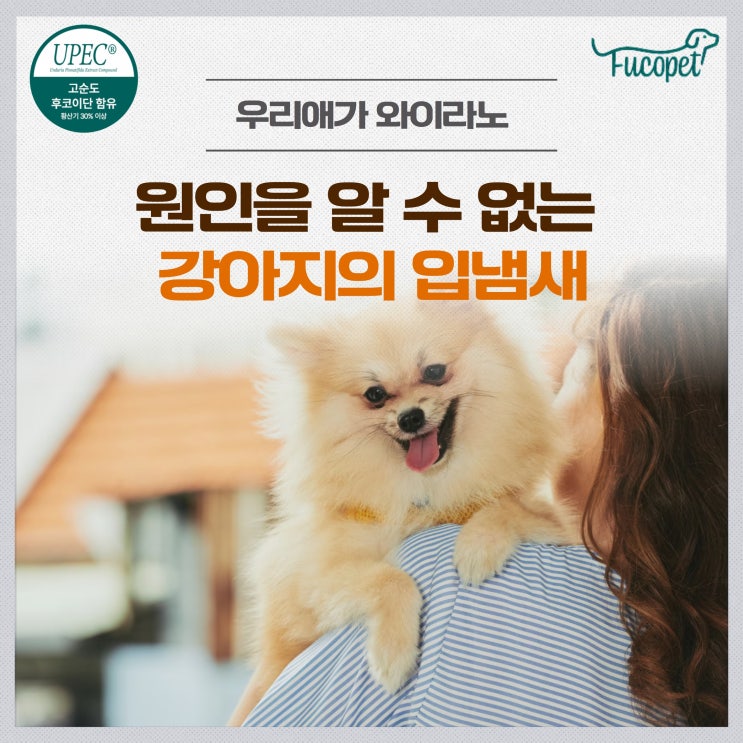  노령견 입냄새 영양제 #의심질환