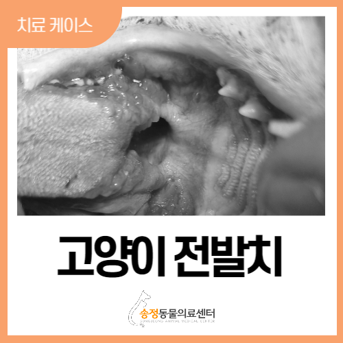  고양이전발치 해야하는 이유, 고양이가 침을 많이 흘리고 구내염이 심하다면 필독(ISFM 고양이 친화 동물병원)