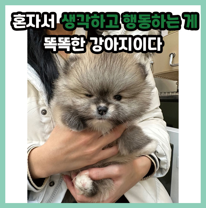  [이야기]스스로 생각하고 행동하는게 똑똑한 강아지이다