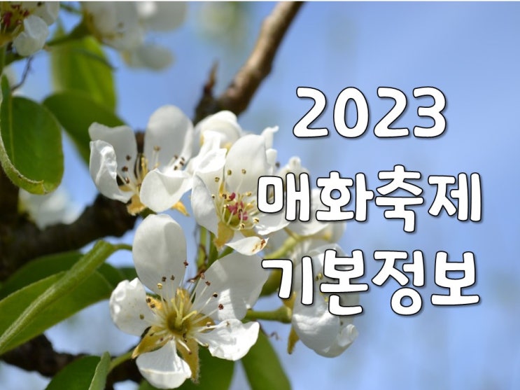 광양 매화축제 양산 원동 제주 한림공원 등 봄꽃축제 광양 매화축제 양산 원동 제주 한림공원 등 봄꽃축제