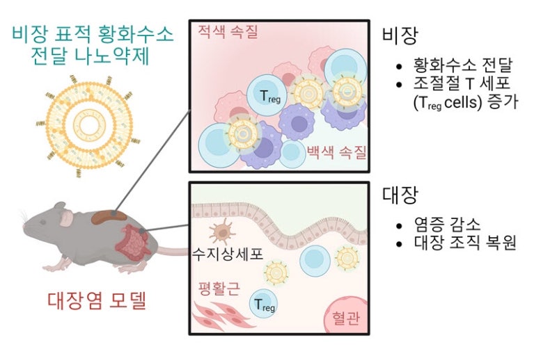 [서울대 소식] 연구 > 연구성과 | 융합과학기술대학원 임형준 교수팀 대장염 면역 조절을 위....