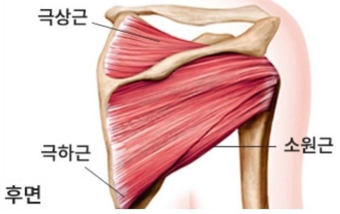  어깨 통증의 원인 극하근 통증 및 스트레칭 & 마사지,근력운동 방법