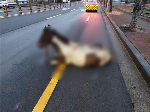 탈출한 말과 차량 충돌사고…손해 배상은 어떻게 되나 탈출한 말과 차량 충돌사고…손해 배상은 어떻게 되나