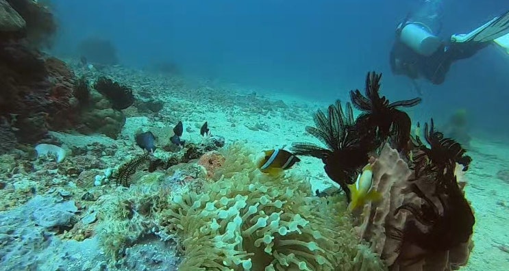  [수중환경 2 The Aquatic Environment] 수중에서는 물체가 크게 보이고 소리는 4배 빠르게 전달되어 방향감각에 문제가 생길 수 있다