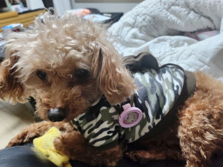  [네이처스독]강아지 산책시 네이처스독 아로마 릴렉싱클립~
