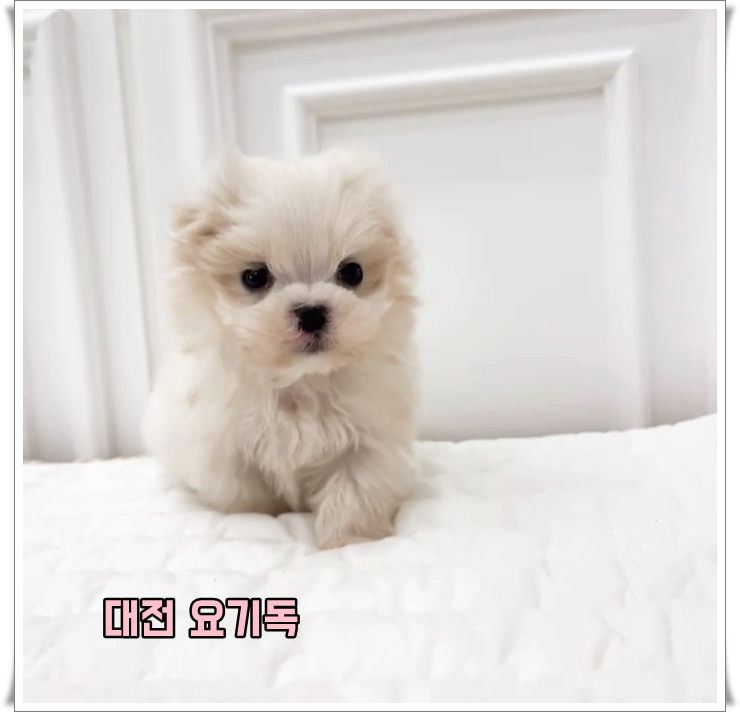  둔산동애견분양 자주 방문하며