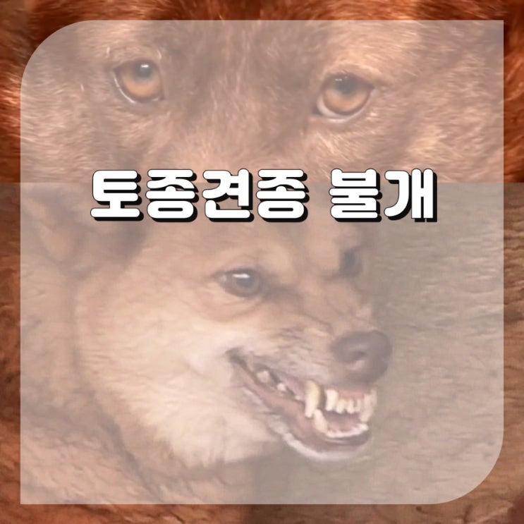  불개 한국 토종견종류