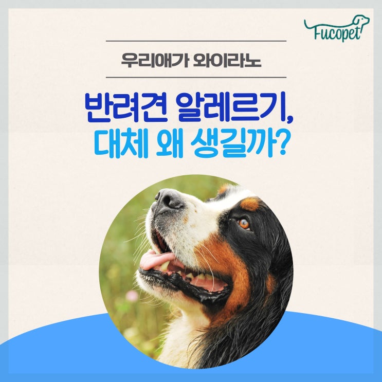  강아지 알레르기 영양제 및 증상 #노령견