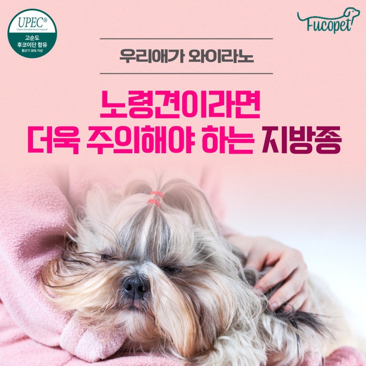  42th. 노령견 / 강아지 지방종 수술 후 관리, 지방종 재발관리
