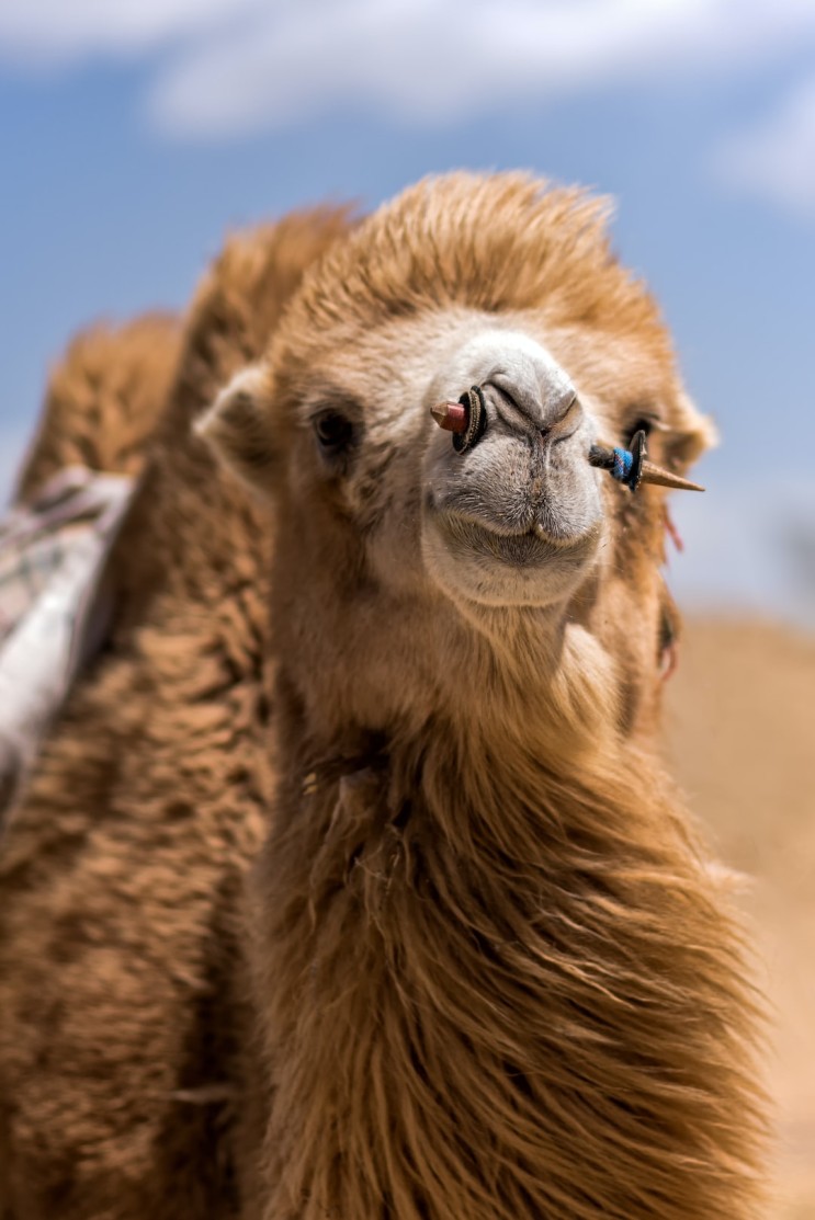 선인장도 씹어 먹는 사막 최강의 생존력 - 낙타는 왜 혹이 있을까?