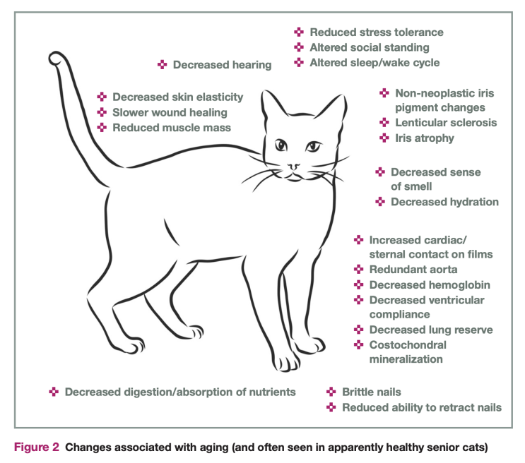 고양이 노화증상_노묘 돌봄.관리 4가지 체크사항_노령묘 케어 가이드라인(1) 2021 AAFP Feline Senior Care Guidelines