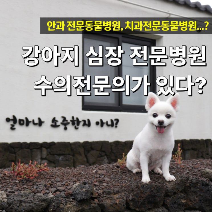 강아지 심장전문병원은 있지만 없다(?)