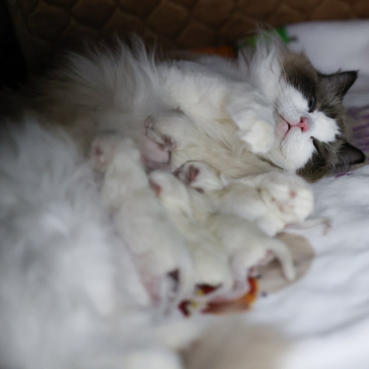  랙돌캐터리 렉돌고양이 출산 소식, 임신기간 증상과 징후 탄생 과정