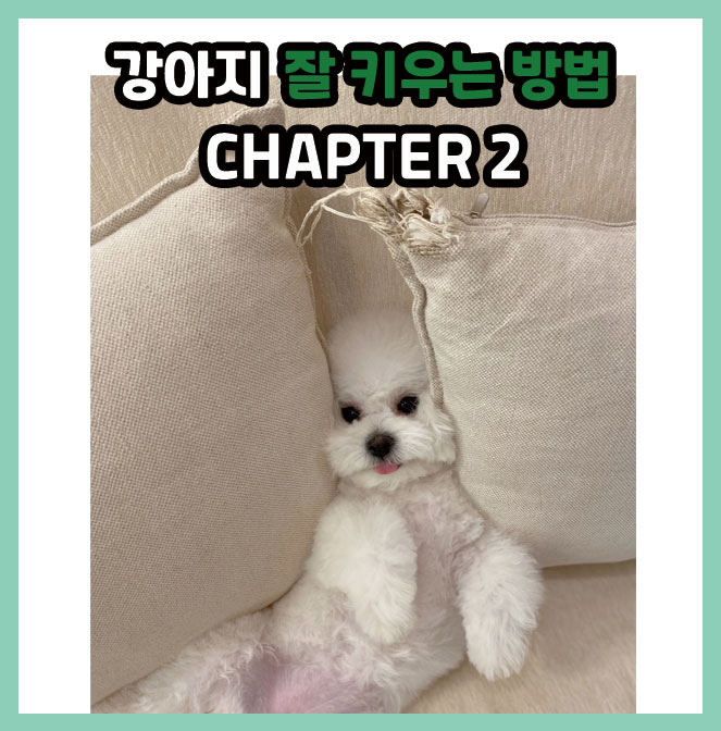  [이야기]강아지 잘 키우는 방법 CHAPER 2