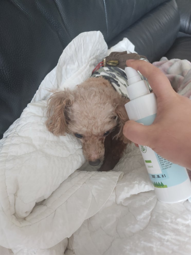  <강아지산책> 진드기 벌레퇴치 기피제 버블부들