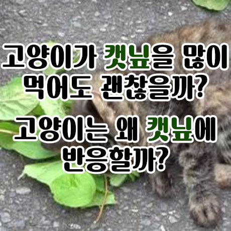  고양이가 캣닢을 많이 먹어도 괜찮을까?
