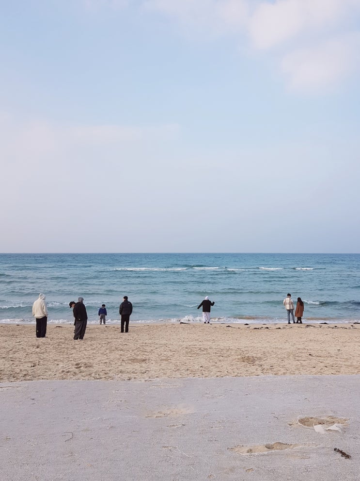 제주 당일치기 여행 (섭지코지 - 함덕해수욕장 - 제주공항) 제주동부 유채꽃, 바람