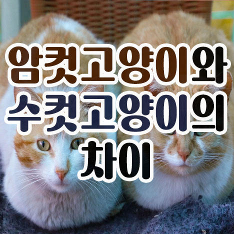  암컷 고양이와 수컷 고양이의 차이