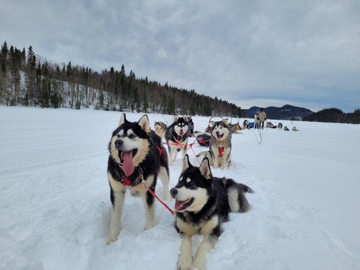 캐나다 여행 코스 겨울 여행지 퀘백 몬트리올 개썰매 1박2일 투어