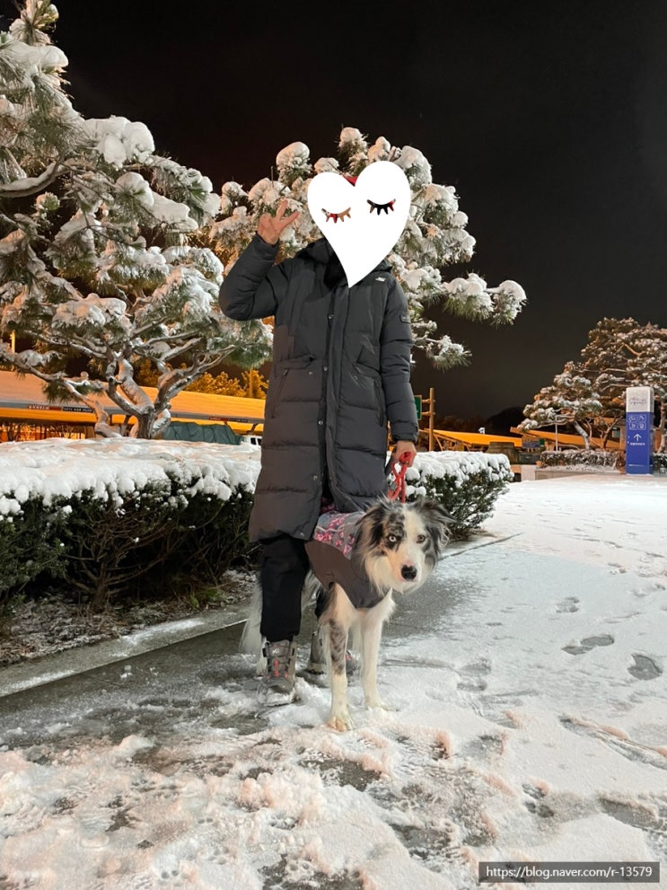  자다가 끌려나간 부산 싸나이 강아지의 당일치기 강원도 여행